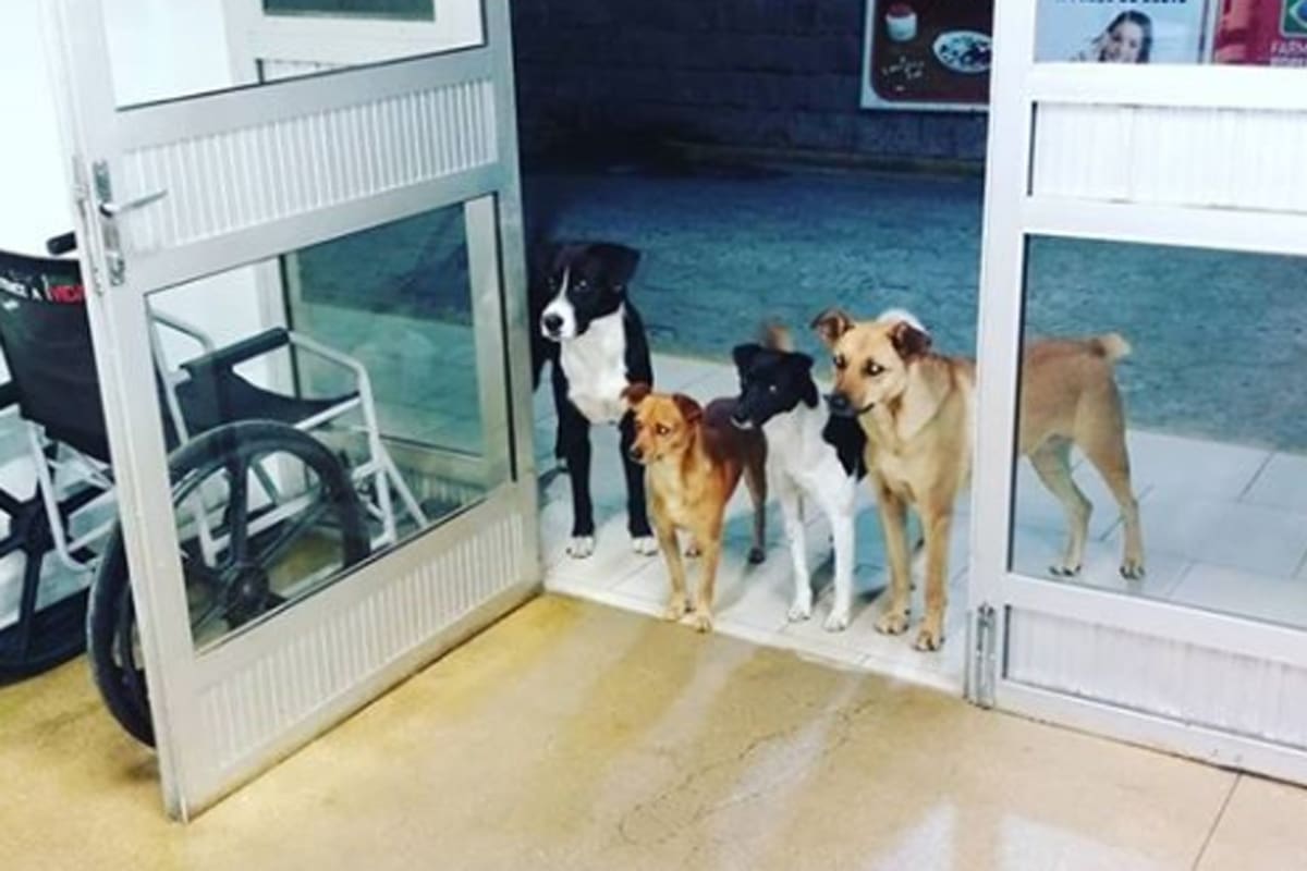Los perros esperaron pacientemente en la puerta de la guardia hospitalaria