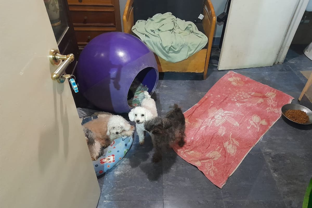 Los perros estaban en un departamento de seis ambientes, sin salida al exterior