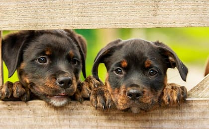 Los perros expresan sus emociones