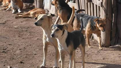 Los perros fueron asesinados con una soga y dejados en un descampado