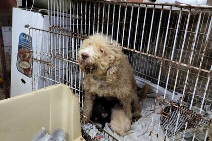Los perros fueron entregados a ONGs que los curaron y entregaron en adopción responsable.