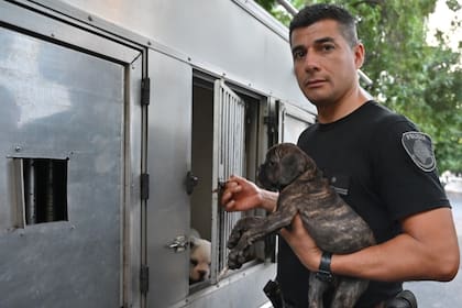 Los perros fueron llevados a la ONG Callejeros