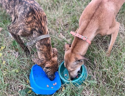 Los perros galgos secuestrados fueron entregados a un refugio local