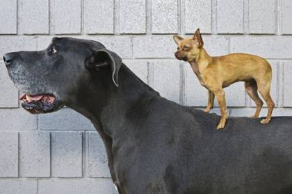 Los perros han acompañado al hombre por lo menos 10.000 años