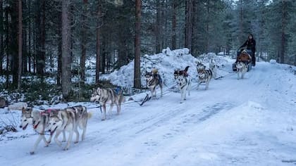 Los perros husky pueden recorrer distancias muy largas a gran velocidad