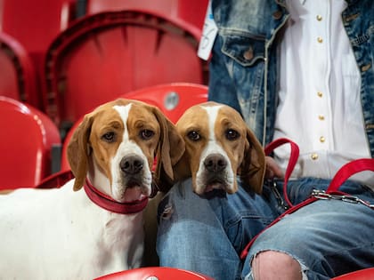 Los perros identifican el humor de las personas gracias a su poderoso olfato