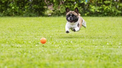 Los perros indican felicidad cuando invitan a sus dueños a jugar con ellos