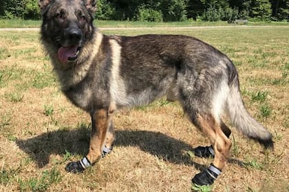 Los perros más grandes deberán llevar patucos protectores para pasear, mientras que los pequeños pueden ser llevados en brazos