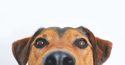 Los perros medianos pueden vivir hasta 15 años