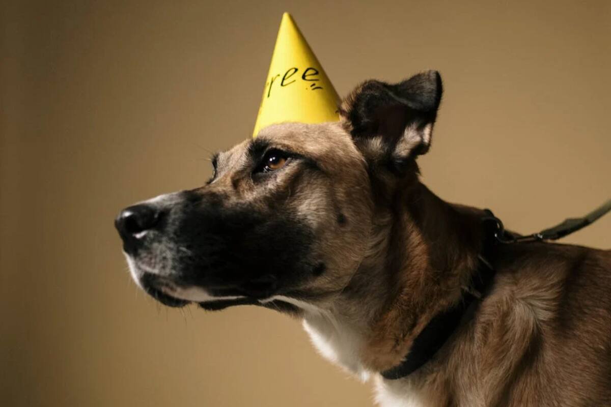 Los perros mestizos son aquellos que su linaje es por parte de dos razas (Foto Pexels)