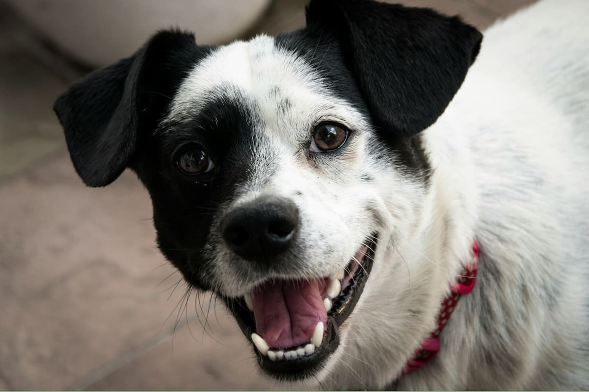 Los perros modifican sus dientes de leches y llegan a tener 42 piezas dentales definitivas
