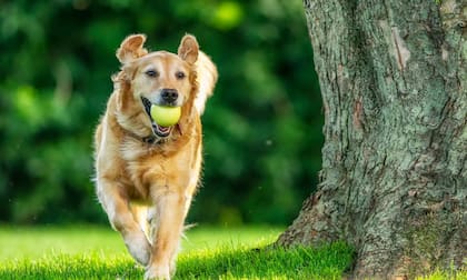 Los perros necesitan de actividad física. FOTO: iStock