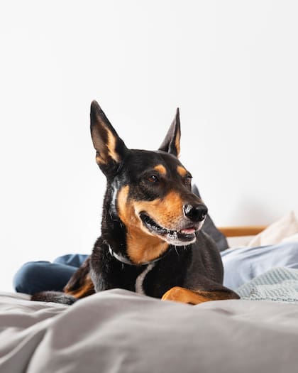 Los perros necesitan una alimentación balanceada (Foto: Freepik)