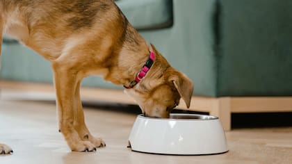 Los perros necesitan una dieta equilibrada para su bienestar