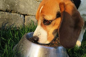 Los perros necesitan una rutina para alimentarse.
