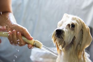 Los perros no necesitan bañarse todos los días como los humanos, pero tampoco puede pasar mucho tiempo entre lavados