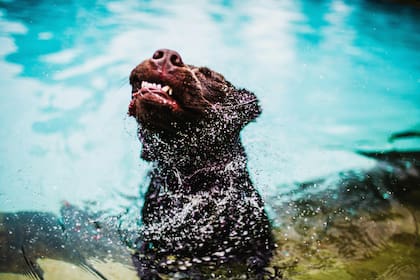 Los perros no pueden evitar sacudirse cuando se mojan