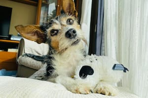 Los perros no pueden pasar gran cantidad de horas en soledad debido a los peligros que conlleva