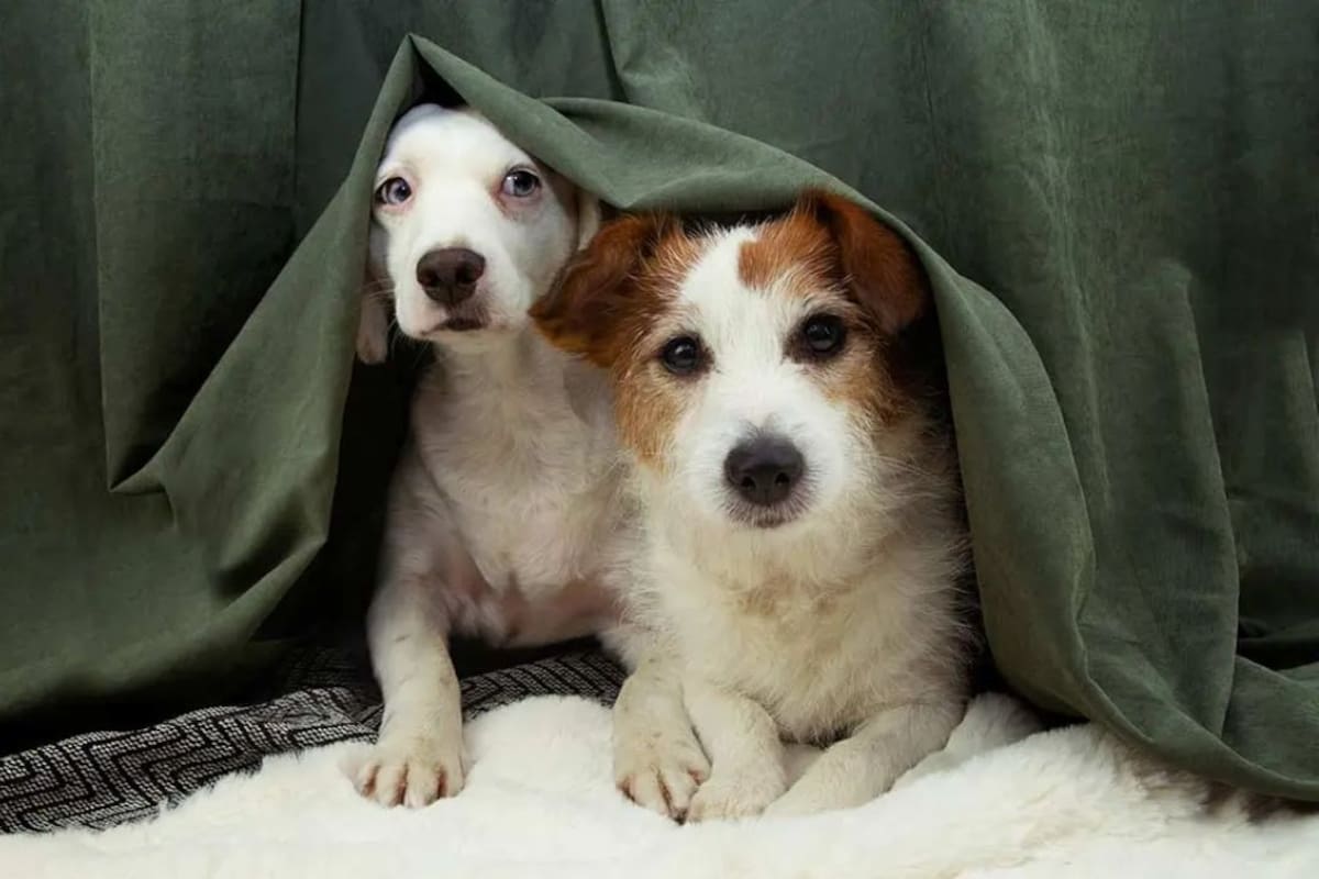 Los perros optan por esconderse ante la aparición de los fuegos artificiales con efecto sonoro