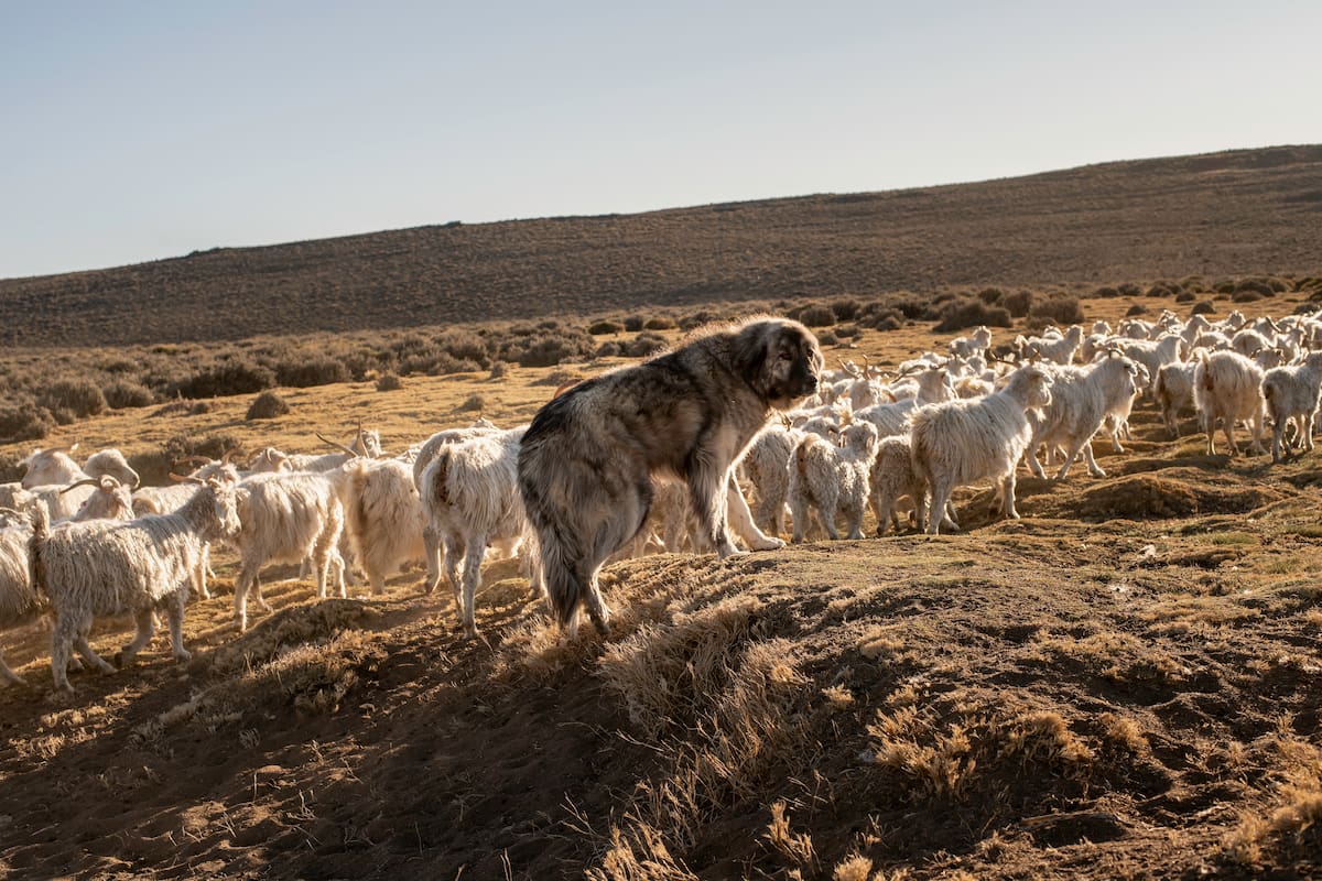 Los perros pastores acompañan al rebaño y lo vigilan, pero no reemplazar el trabajo de los perros que arrean a los chivos u ovejas