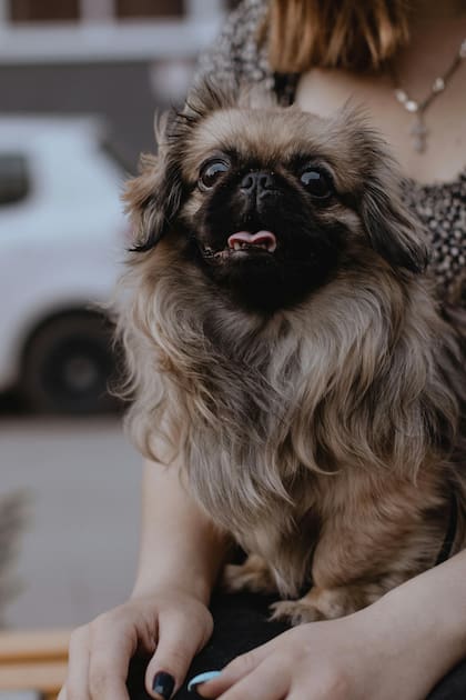 Los perros pekinés son parte de la cultura china, eran quienes cuidaban los palacios. Es una de las razas más inteligentes