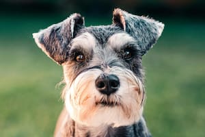 Los perros pequeños pueden ser de gran ayuda cuando se elige vivir en un sitio de espacio reducido