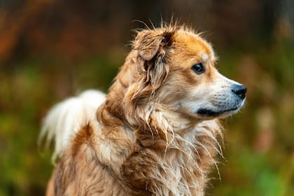 Los perros podrían estar utilizando el campo magnético terrestre como una brújula para orientarse en largos trayectos (imagen ilustrativa)
