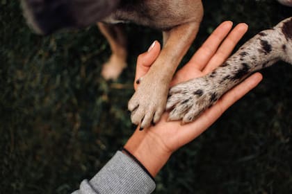 Los perros ponen la pata sobre sus dueños por distintos motivos