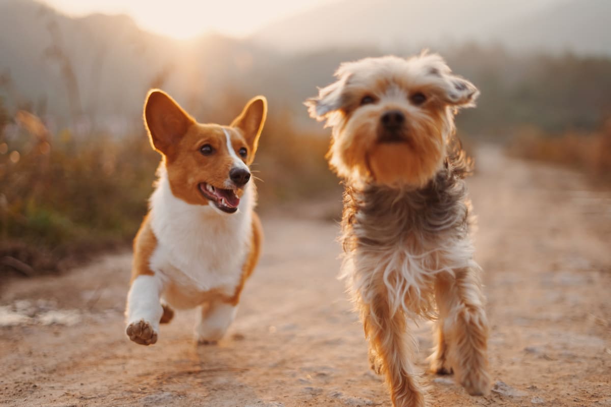 Los perros, por ejemplo, son una excelente compañía para los humanos