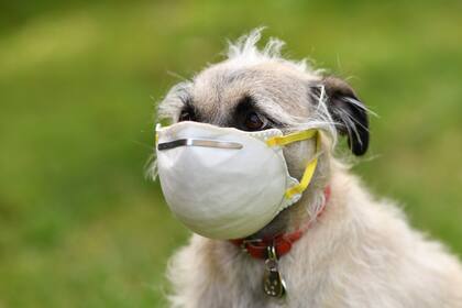 Coronavirus: en los Estados Unidos, una persona le puso un barbijo a su mascota; los perros, por su cercanía, también pueden transmitir virus a los humanos