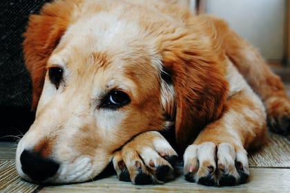 Los perros pueden atravesar algunos problemas de salud que podrían verse reflejados en el aspecto su materia fecal (Foto Pexels)