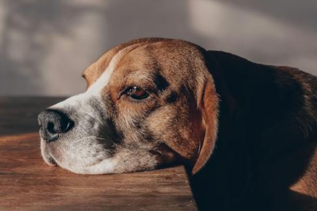 Los perros pueden atravesar periodos de tristeza (Foto Pexels)