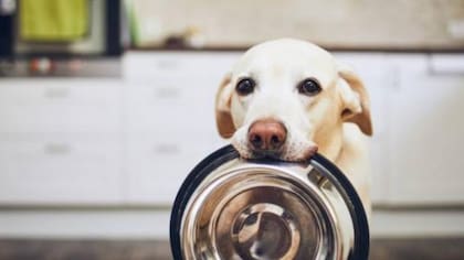 ¿Los perros pueden comer ñoquis?