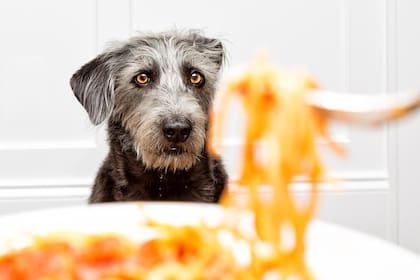 ¿Los perros pueden comer ñoquis?