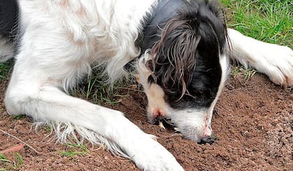 Los perros pueden comer tierra como una forma de purgar su sistema digestivo