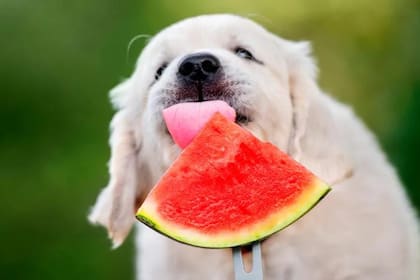 Los perros pueden consumir frutas específicas y respetando ciertos cuidados (Imagen de carácter ilustrativo)