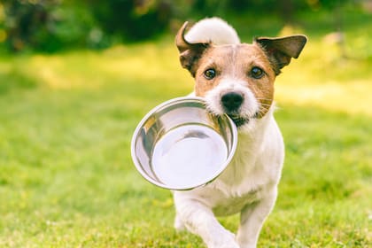 Los perros pueden contagiar enfermedades