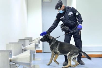 Los perros pueden detectar el coronavirus en gotas de sudor de los pasajeros