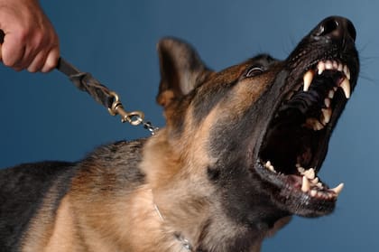 Los perros pueden detectar las energías de las personas