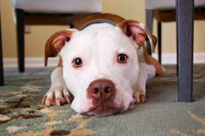 Los perros pueden detectar si los dueños están estresados (Foto: Mike Burke/Unsplash)