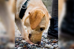 Los perros pueden generar una obsesión con distintos elementos (Fotos Unsplash)