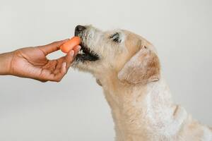 Los perros pueden llevar una dieta natural