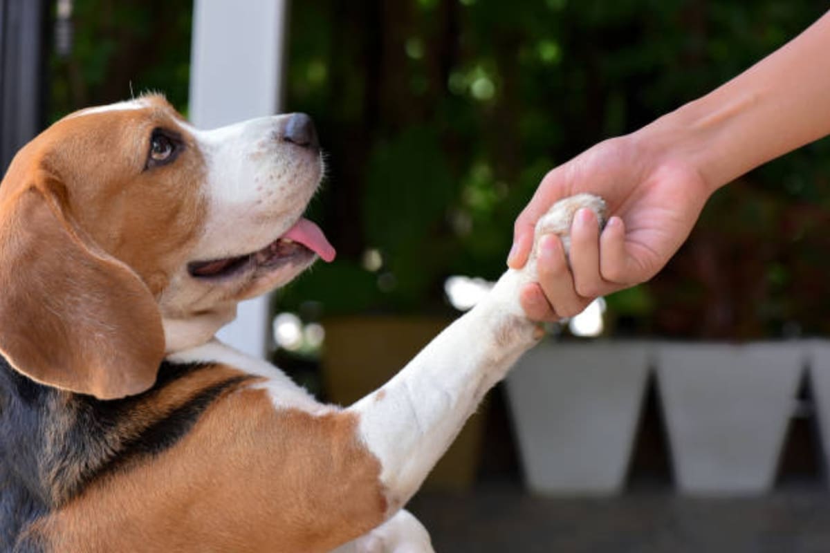 Los perros pueden ser diestros, zurdos o ambidiestros: cómo identificarlo