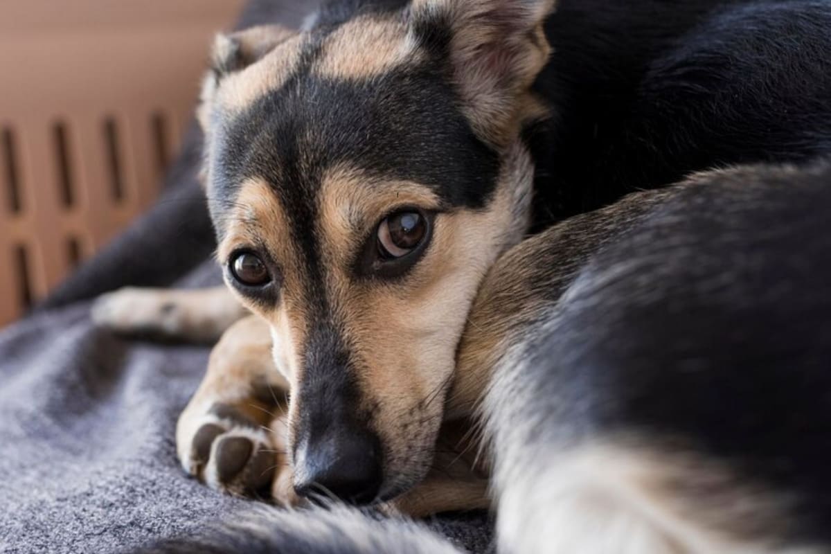¿Los perros pueden tener depresión? Qué dicen los expertos