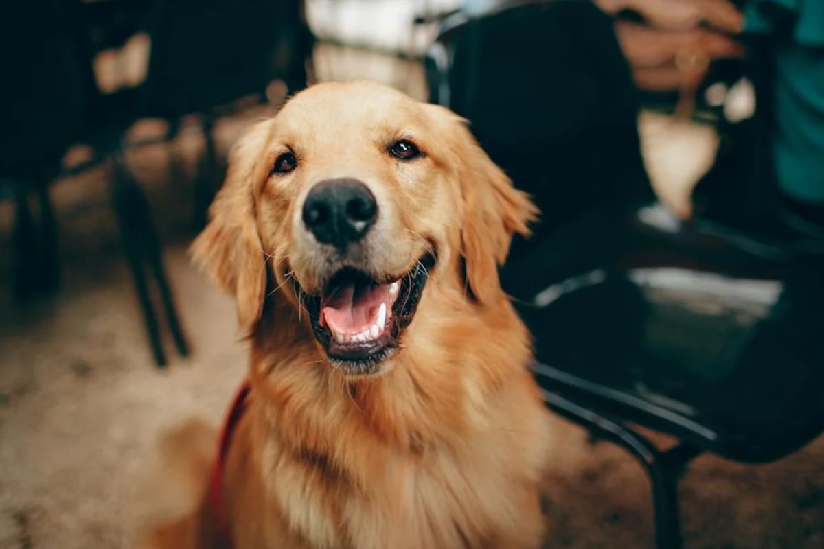 Los perros pueden tener padecimientos bucales y las encías negras pueden brindar algunas alertas (Foto Pexels)