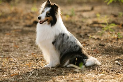 Los perros pueden usar el campo magnético para orientarse