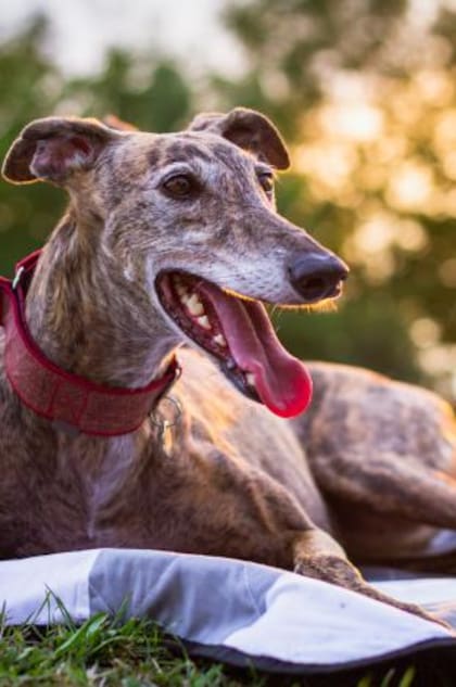 Los perros que Aada crió eran de raza galgo, a los cuales los llamó como la calle en la que vivió: Street Lane
Foto: iStock