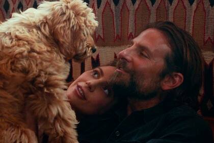 Los perros que Bradley Cooper rescató de la muerte y aparecieron en una película: ¿De qué raza son?
