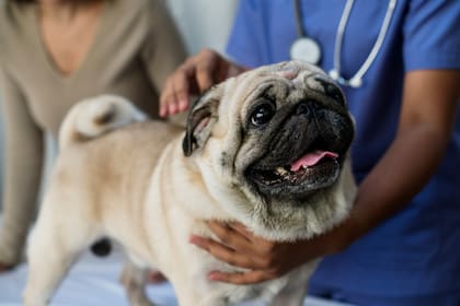 Los perros que entren a Estados Unidos, a partir del primer día de agosto, deberán cumplir con nuevos requisitos