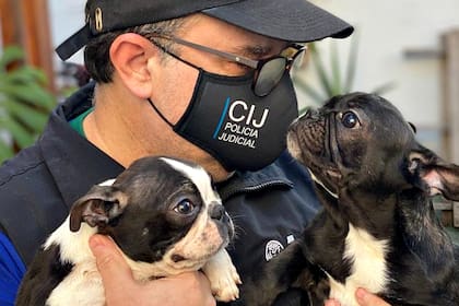 Los perros que se encontraban en el criadero ilegal en Villa Crespo.